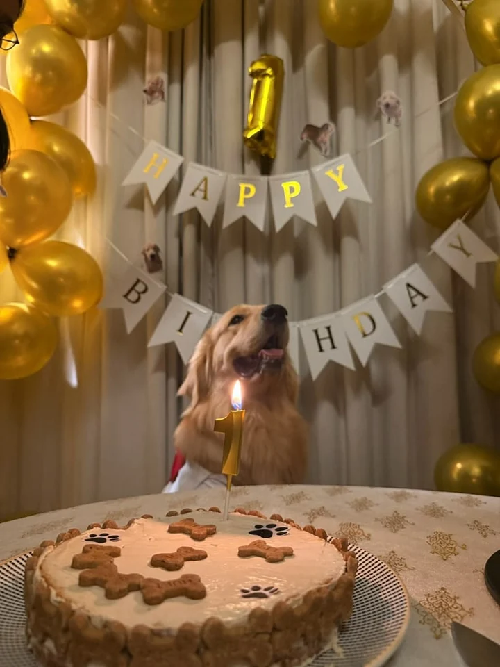 Cachorro em festa de um ano com bolo e balões dourados